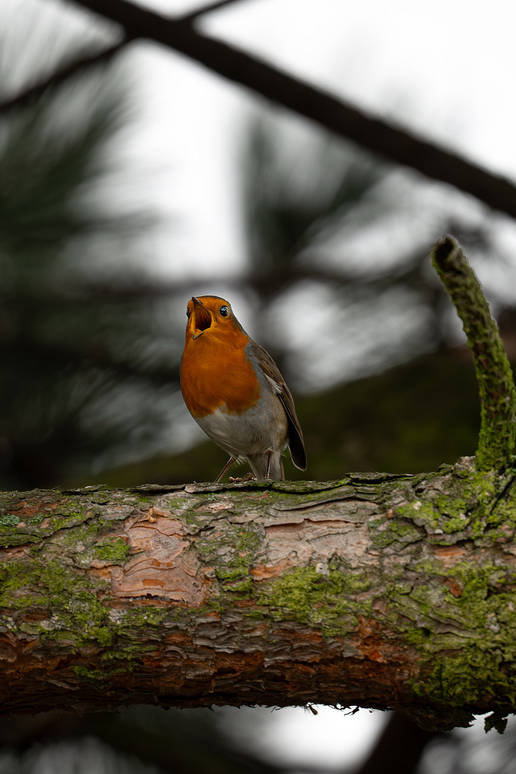 merkel rothkelchen Blank Meme Template