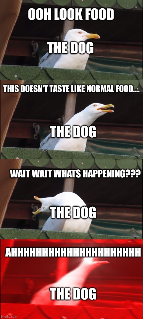 OOH LOOK FOOD THIS DOESN'T TASTE LIKE NORMAL FOOD.... WAIT WAIT WHATS HAPPENING??? AHHHHHHHHHHHHHHHHHHHHH THE DOG THE DOG THE DOG THE DOG | image tagged in memes,inhaling seagull | made w/ Imgflip meme maker