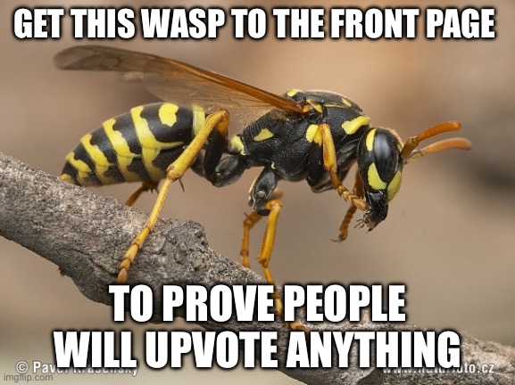 Wasp | GET THIS WASP TO THE FRONT PAGE; TO PROVE PEOPLE WILL UPVOTE ANYTHING | image tagged in wasp | made w/ Imgflip meme maker