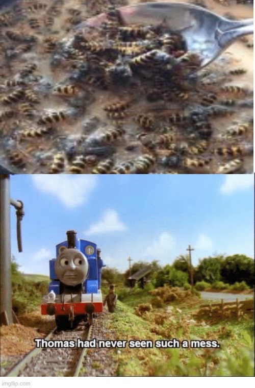 WTF- | image tagged in thomas had never seen such a mess,bees | made w/ Imgflip meme maker