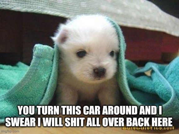 Cute puppy | YOU TURN THIS CAR AROUND AND I SWEAR I WILL SHIT ALL OVER BACK HERE | image tagged in cute puppy | made w/ Imgflip meme maker