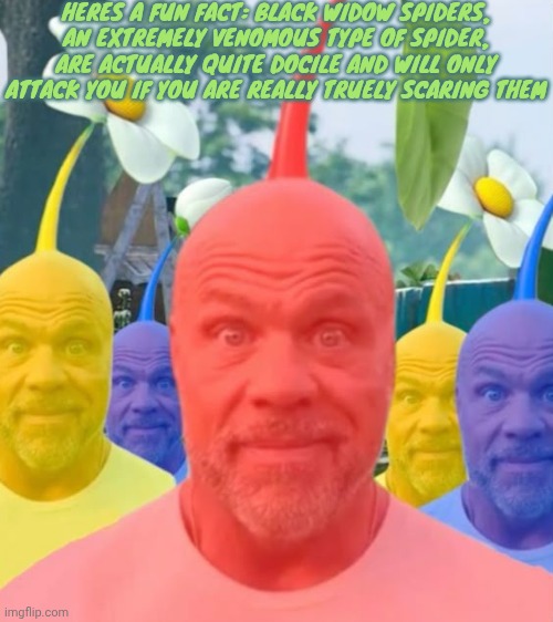 Picked men | HERES A FUN FACT: BLACK WIDOW SPIDERS, AN EXTREMELY VENOMOUS TYPE OF SPIDER, ARE ACTUALLY QUITE DOCILE AND WILL ONLY ATTACK YOU IF YOU ARE REALLY TRUELY SCARING THEM | image tagged in picked men | made w/ Imgflip meme maker