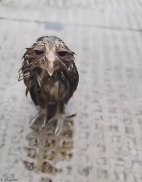 soggy | image tagged in soggy | made w/ Imgflip meme maker