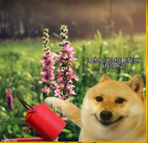 image tagged in insane | made w/ Imgflip meme maker