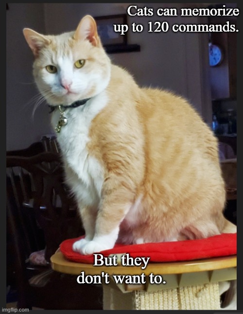 Cat commands | Cats can memorize up to 120 commands. But they don't want to. | image tagged in cats | made w/ Imgflip meme maker