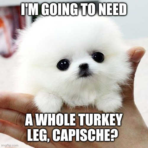Cute and hungry | I'M GOING TO NEED; A WHOLE TURKEY LEG, CAPISCHE? | image tagged in cute animal,memes,dog mafia,dogs,thanksgiving,i'm hungry | made w/ Imgflip meme maker