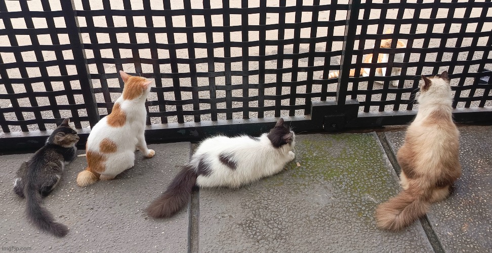 Why they all looking at him | made w/ Imgflip meme maker