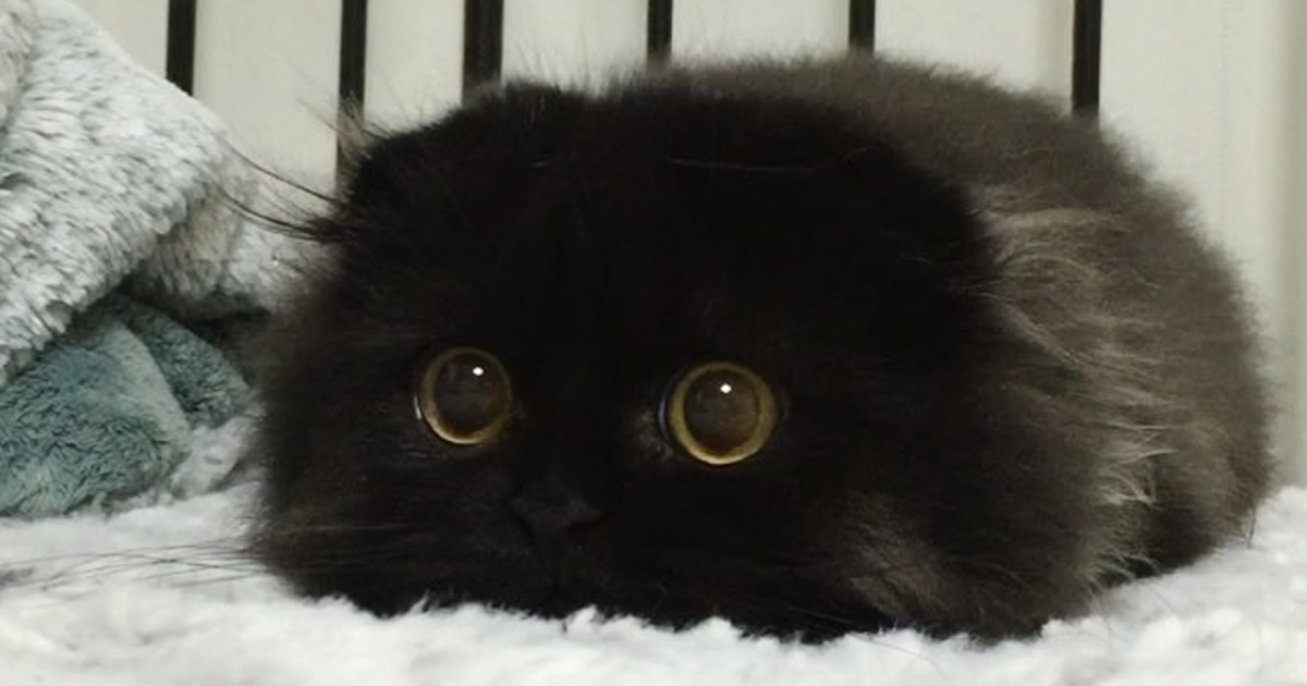 Moorning Blank Meme Template