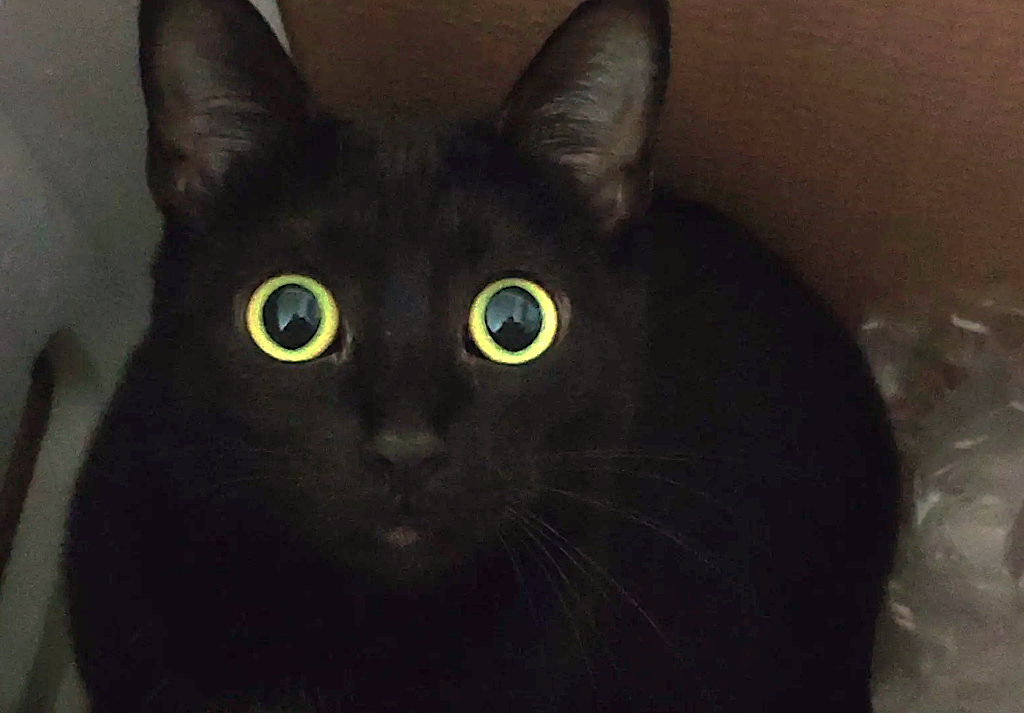 Morning Blank Meme Template