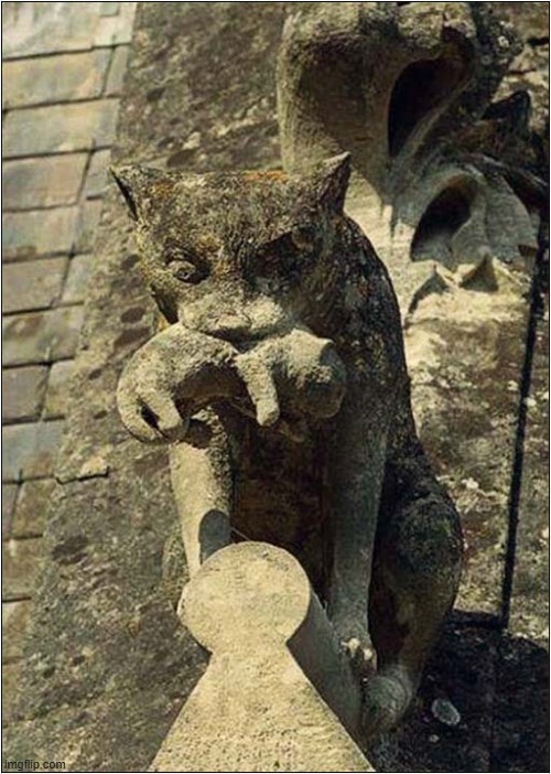 A 600 Year Old French Cat And Kitten On The Chateau De Pierrefonds | image tagged in cats,kitten,15th century,stone carving,french | made w/ Imgflip meme maker