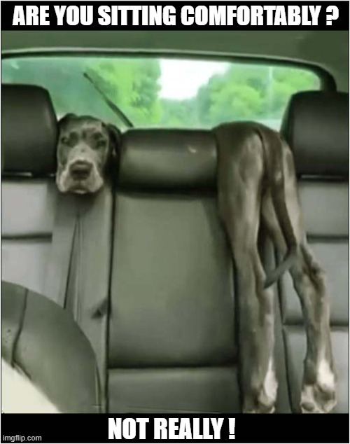 How Did He Even Get Into That Position ? | ARE YOU SITTING COMFORTABLY ? NOT REALLY ! | image tagged in dogs,great dane,uncomfortable | made w/ Imgflip meme maker