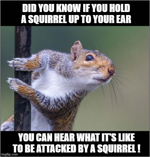 You Will Only Do This Once ! | DID YOU KNOW IF YOU HOLD A SQUIRREL UP TO YOUR EAR; YOU CAN HEAR WHAT IT'S LIKE TO BE ATTACKED BY A SQUIRREL ! | image tagged in stupid people,squirrel,attack | made w/ Imgflip meme maker