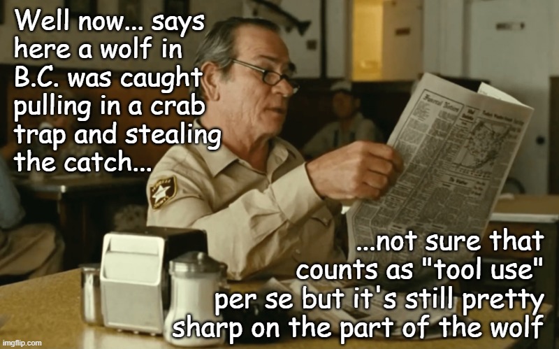 Video captures first evidence of possible tool-use by wolves in B.C. | Well now... says
here a wolf in
B.C. was caught
pulling in a crab
trap and stealing 
the catch... ...not sure that
counts as "tool use"
per se but it's still pretty
sharp on the part of the wolf | image tagged in tommy reads,smart,wolf,o canada | made w/ Imgflip meme maker