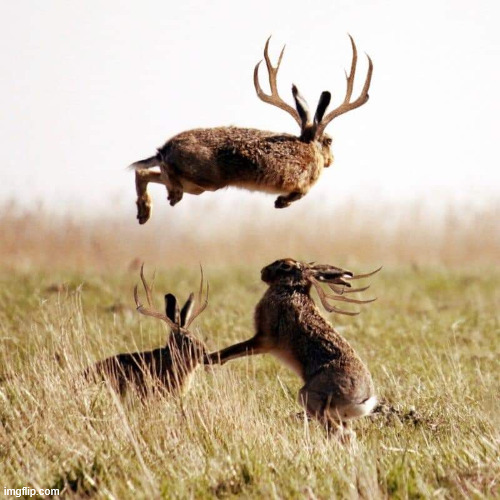 Jackalopes | image tagged in jackalopes | made w/ Imgflip meme maker