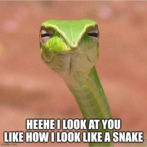 sceptical snake | HEEHE I LOOK AT YOU LIKE HOW I LOOK LIKE A SNAKE | image tagged in sceptical snake | made w/ Imgflip meme maker