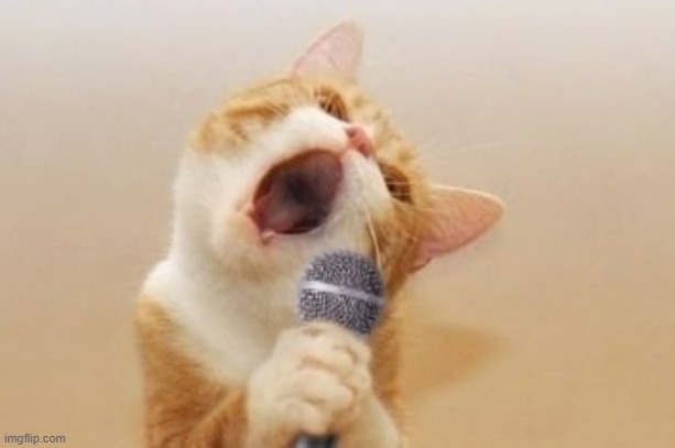 Funny cat | image tagged in funny cat | made w/ Imgflip meme maker