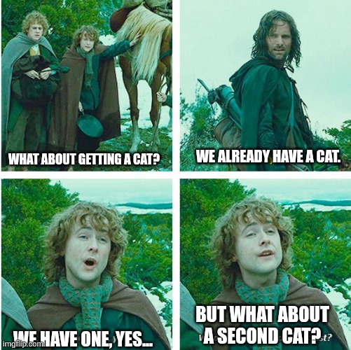 SECOND CAT | WE ALREADY HAVE A CAT. WHAT ABOUT GETTING A CAT? BUT WHAT ABOUT A SECOND CAT? WE HAVE ONE, YES... | image tagged in second breakfast,second cat,cat,feline fan,hobbits,lotr | made w/ Imgflip meme maker
