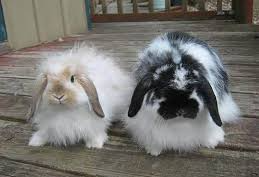 bunny Blank Meme Template