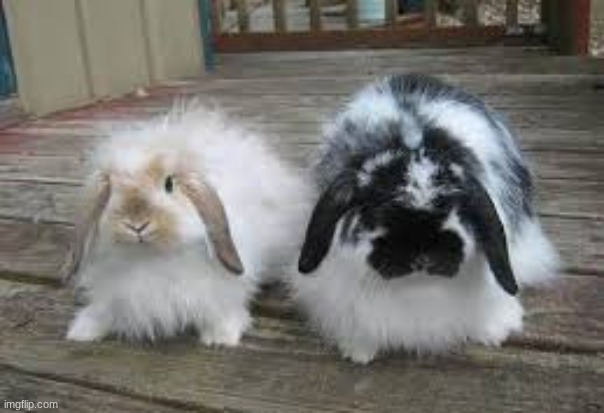 bunny | image tagged in bunny | made w/ Imgflip meme maker