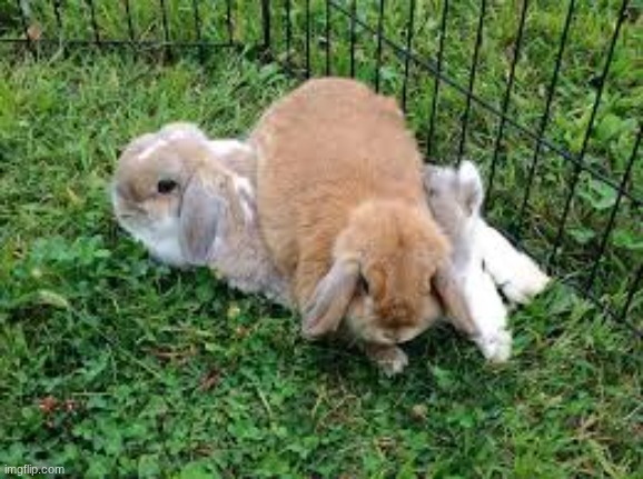 bun | made w/ Imgflip meme maker