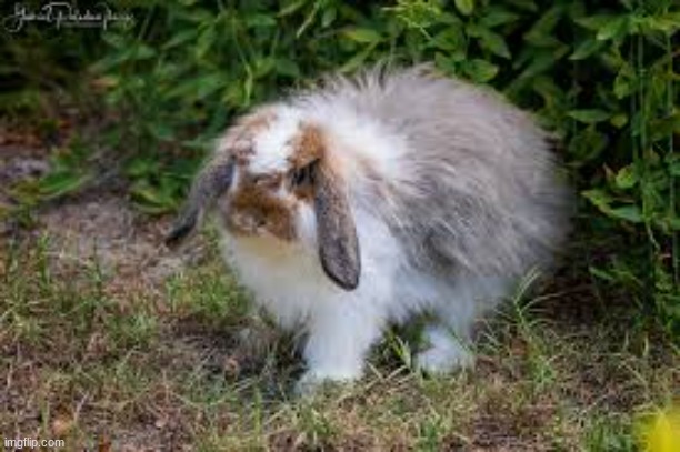 bun | made w/ Imgflip meme maker