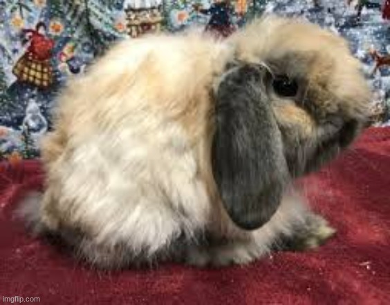 bun | made w/ Imgflip meme maker