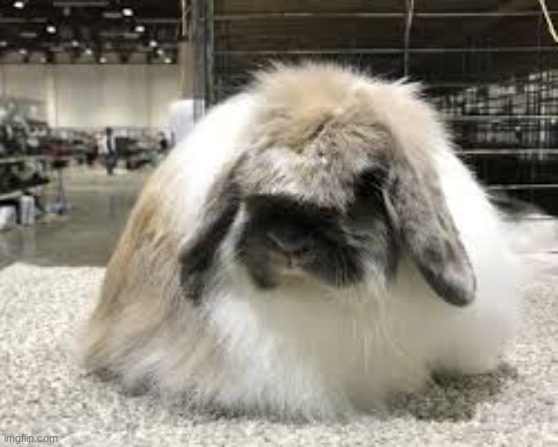 bun with haircut | made w/ Imgflip meme maker