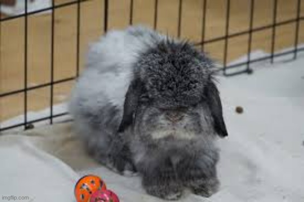 emo bun | made w/ Imgflip meme maker