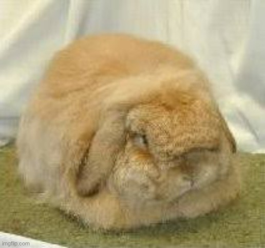 burger bun (why do I have so many bunny pics) | made w/ Imgflip meme maker