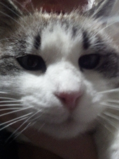 High Quality Sour Hart announcement template Blank Meme Template