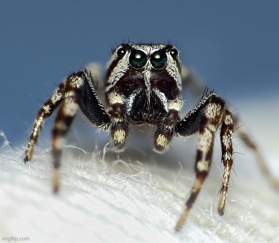 Angry Spider Noises | image tagged in angry spider noises | made w/ Imgflip meme maker