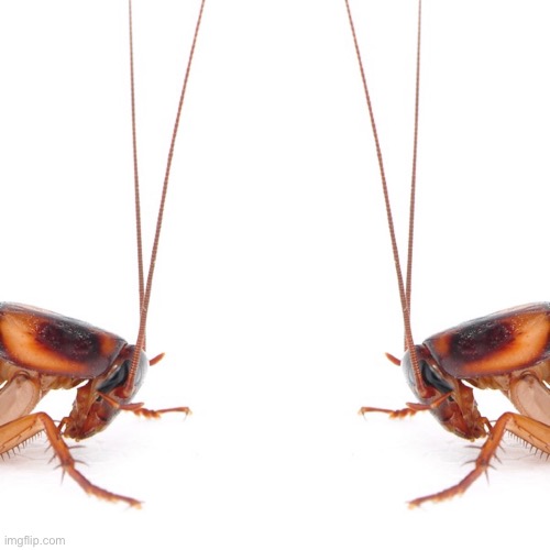 Schizophrenic Roach | image tagged in schizophrenic roach | made w/ Imgflip meme maker