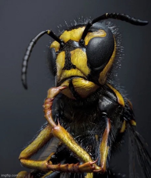 Wasp | image tagged in wasp | made w/ Imgflip meme maker