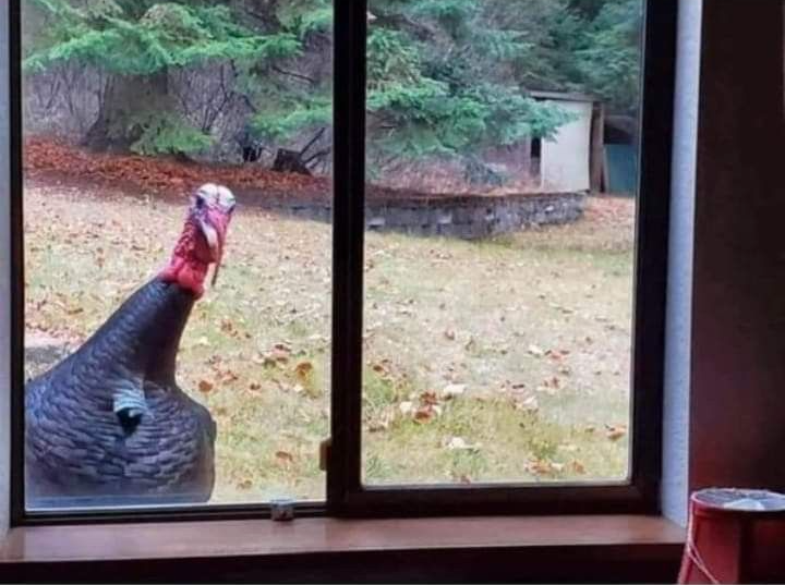 Chrisjoines1 Blank Meme Template