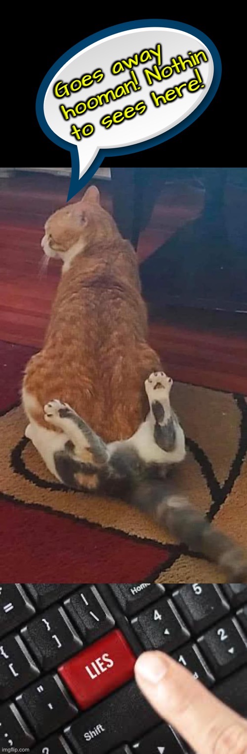 Goes Away Hooman | image tagged in cats,funny cats,sitting,lies,nothing to see here,go away | made w/ Imgflip meme maker
