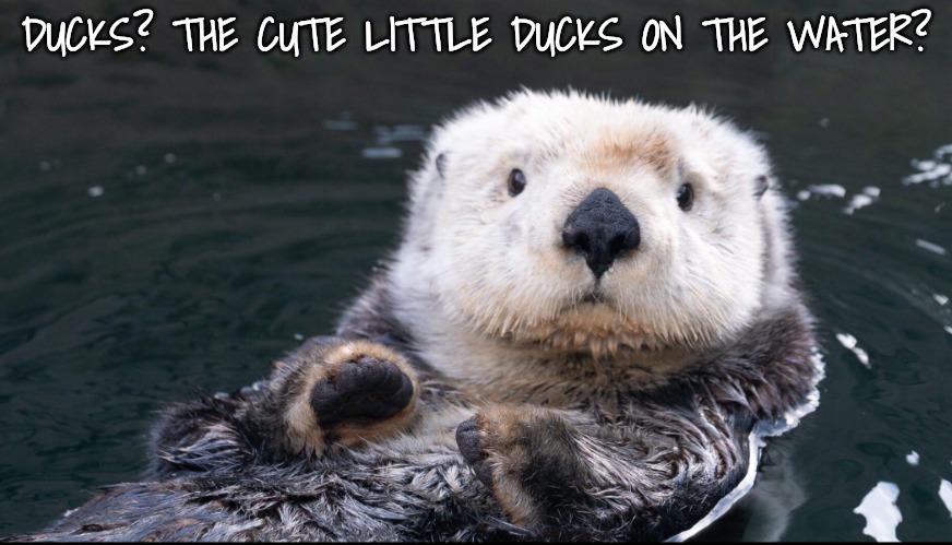 Otter | DUCKS? THE CUTE LITTLE DUCKS ON THE WATER? | image tagged in otter | made w/ Imgflip meme maker