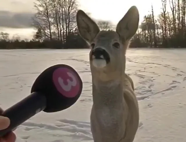 Deer Interview Blank Meme Template