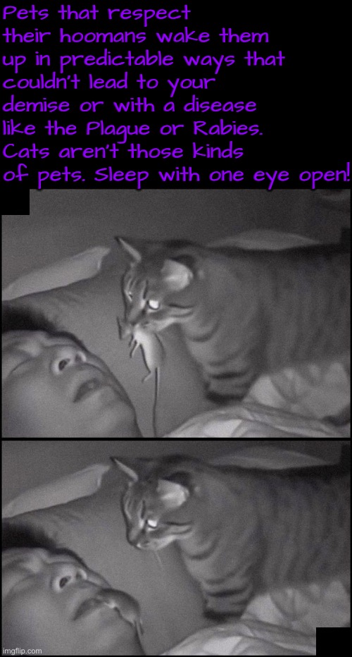 Cats are not those kinds of pets | Pets that respect their hoomans wake them up in predictable ways that couldn't lead to your demise or with a disease like the Plague or Rabies. Cats aren't those kinds of pets. Sleep with one eye open! | image tagged in cats,funny cat memes,sleeping,camera,totally busted,mouse | made w/ Imgflip meme maker
