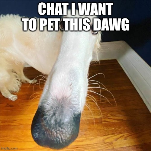Let me do it for you... | CHAT I WANT TO PET THIS DAWG | image tagged in let me do it for you | made w/ Imgflip meme maker