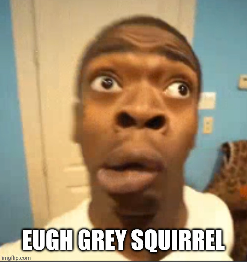 eUgH | EUGH GREY SQUIRREL | image tagged in eugh | made w/ Imgflip meme maker