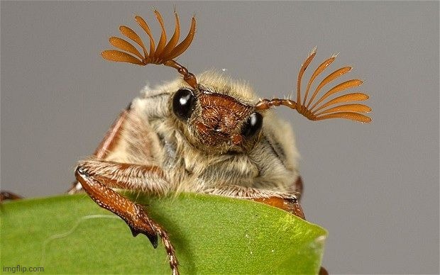 This lil guy is the common cockchafer. Theyre a big clumsy beetle that give me school cheerleader vibes. | made w/ Imgflip meme maker