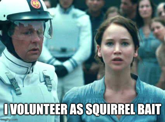 I Volunteer as Tribute | I VOLUNTEER AS SQUIRREL BAIT | image tagged in i volunteer as tribute | made w/ Imgflip meme maker