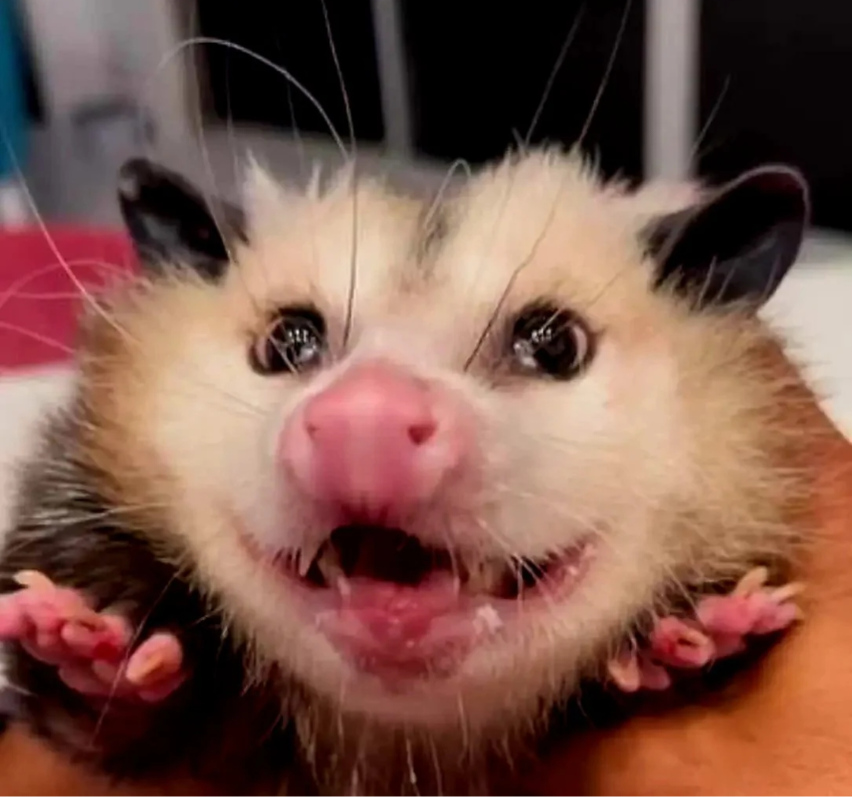 Happy possum Blank Meme Template