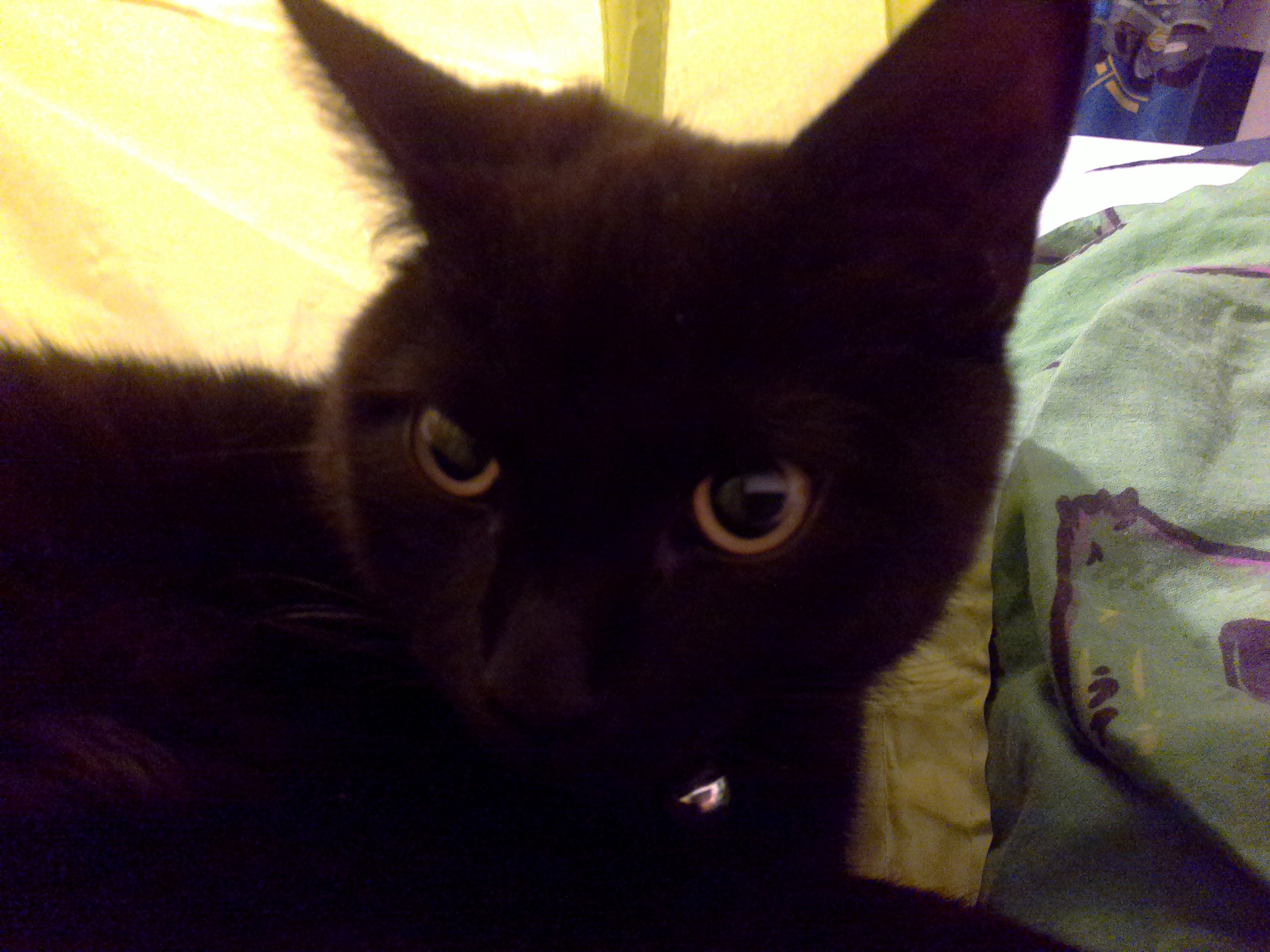 Halloween's over Blank Meme Template