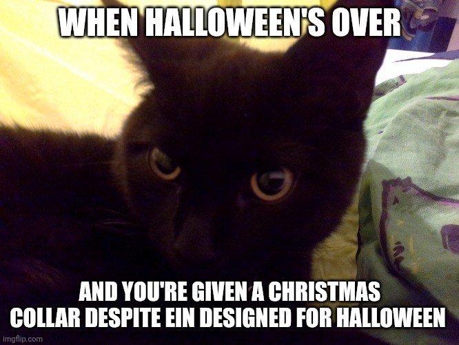 :( | WHEN HALLOWEEN'S OVER; AND YOU'RE GIVEN A CHRISTMAS COLLAR DESPITE EIN DESIGNED FOR HALLOWEEN | image tagged in halloween's over,annoyed cat | made w/ Imgflip meme maker