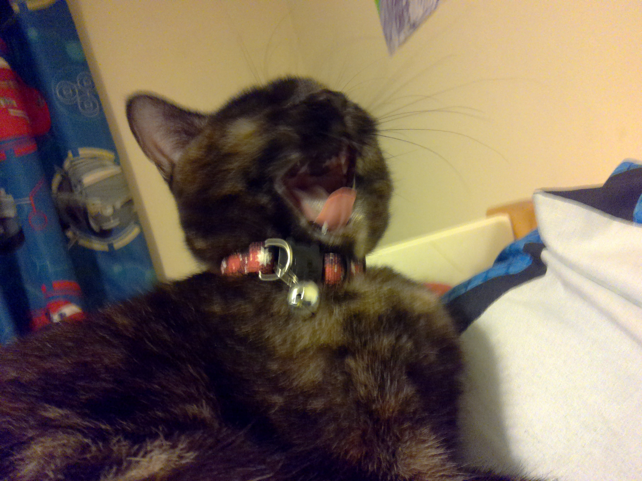 Mad cat Blank Meme Template