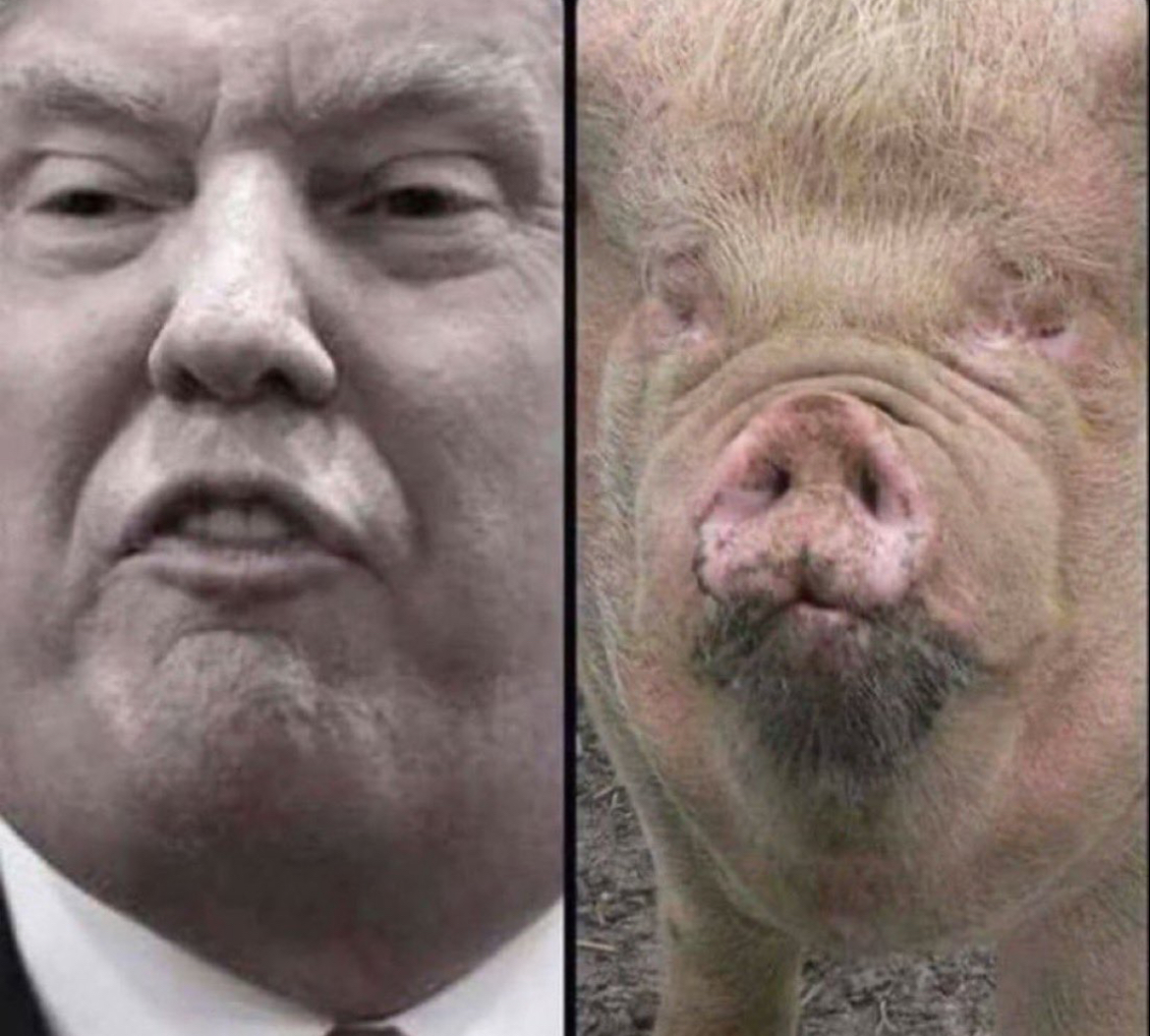 Quiet! Quiet, piggy! Blank Meme Template