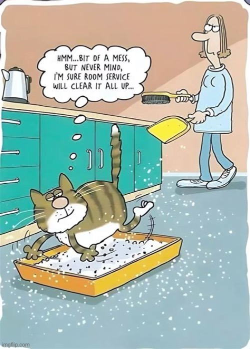 We only exist to be their servants… | image tagged in cats,comics,mess,litter box,room service,human servant | made w/ Imgflip meme maker