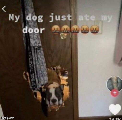 HOWW | image tagged in dog | made w/ Imgflip meme maker