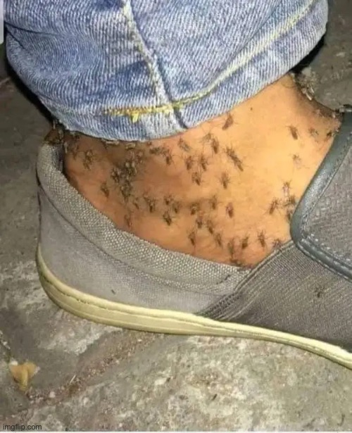 This happened to me in 1995 except it was fire ants in Texas | image tagged in bugs,cursed images,feet,creepy,oh hell no,relatable memes | made w/ Imgflip meme maker